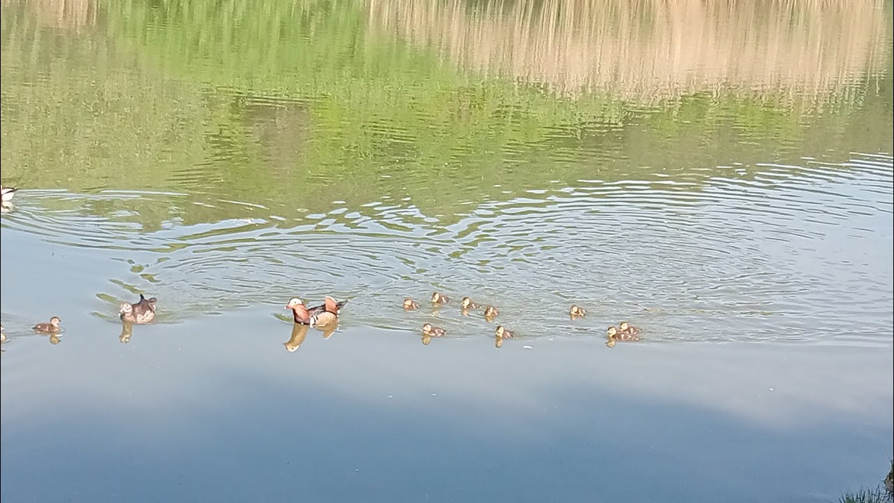 PARK SZCZĘŚLIWICKI. PIĘKNO NATURY.🔥❤️🇵🇱🦆🚴🎞️🎥🎬 kaczuchy na końcu filmiku.😉