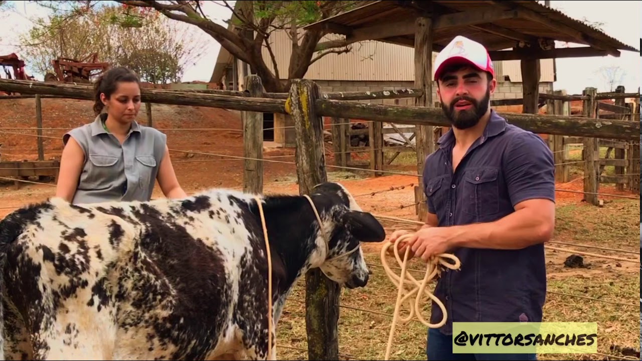 DERRUBAMENTO BOVINO - MÉTODO ITALIANO OU DE CORDAS CRUZADAS
