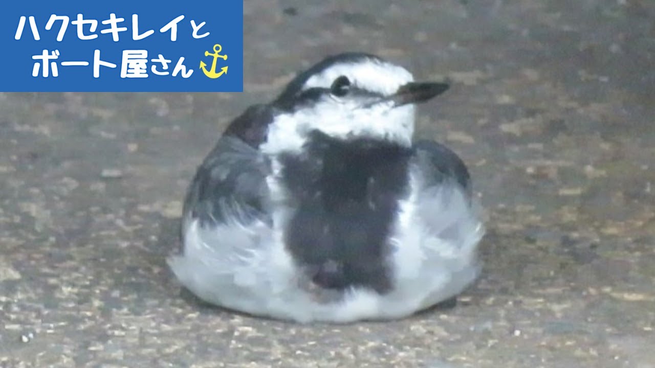 ハクセキレイだんちゃんの雨宿り☔