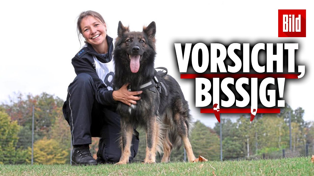 Leg dich nicht mit diesen Zoll-Hunden an! 🐕🚔