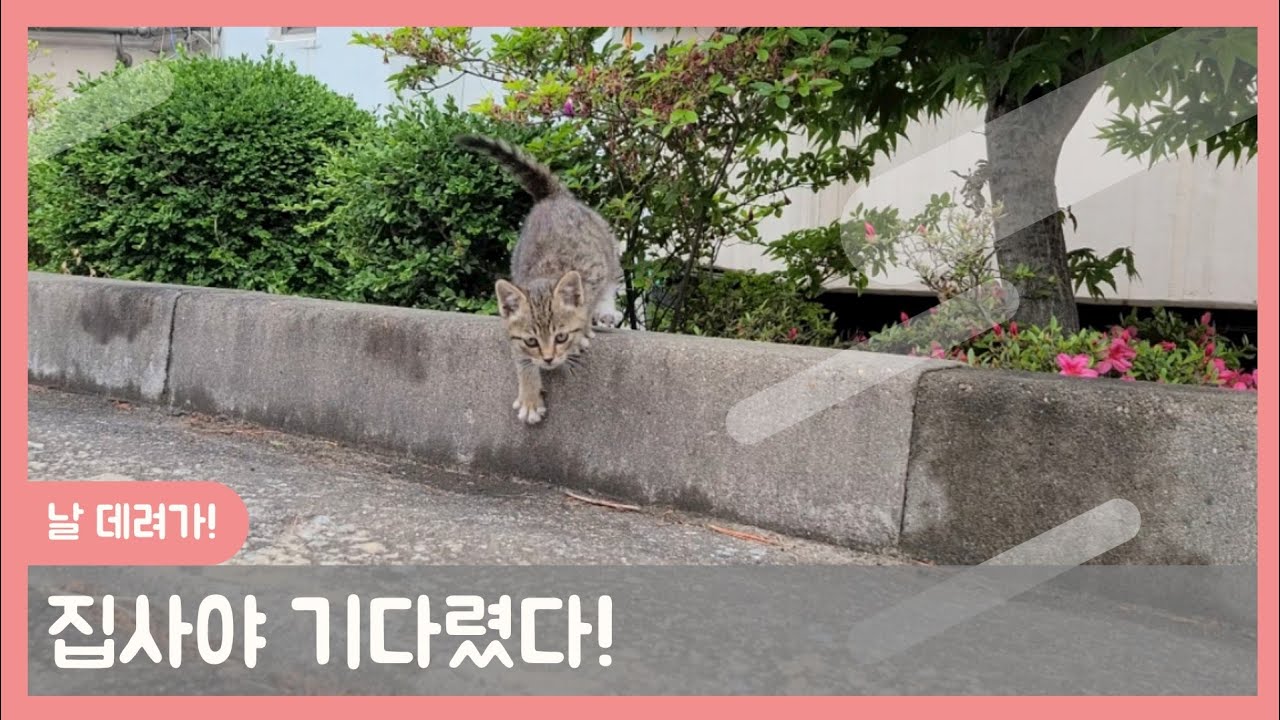 세상 혼자 살아가야했던 새끼고양이(생후한달추정)