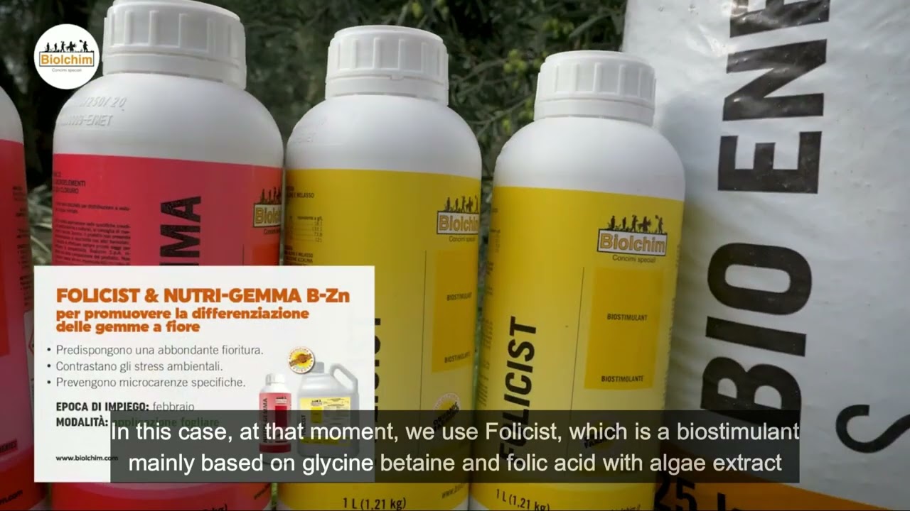Olive tree nutrition: Biolchim solutions