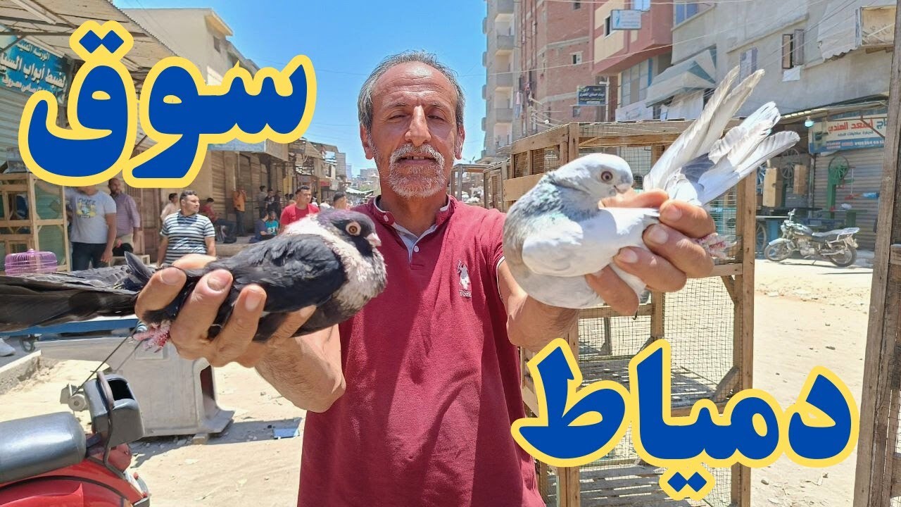 سوق حمام دمياط كل انواع الحمام