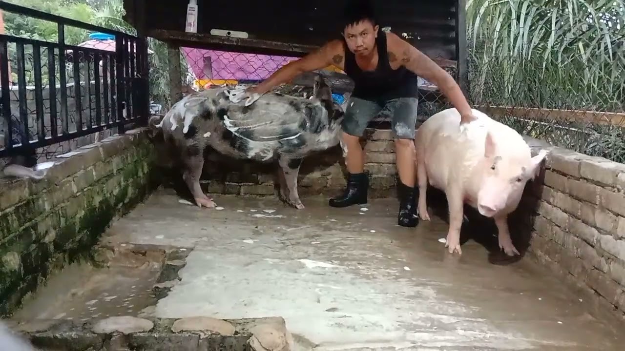 26-09-2025 Mandi dulu, baru makan🤠