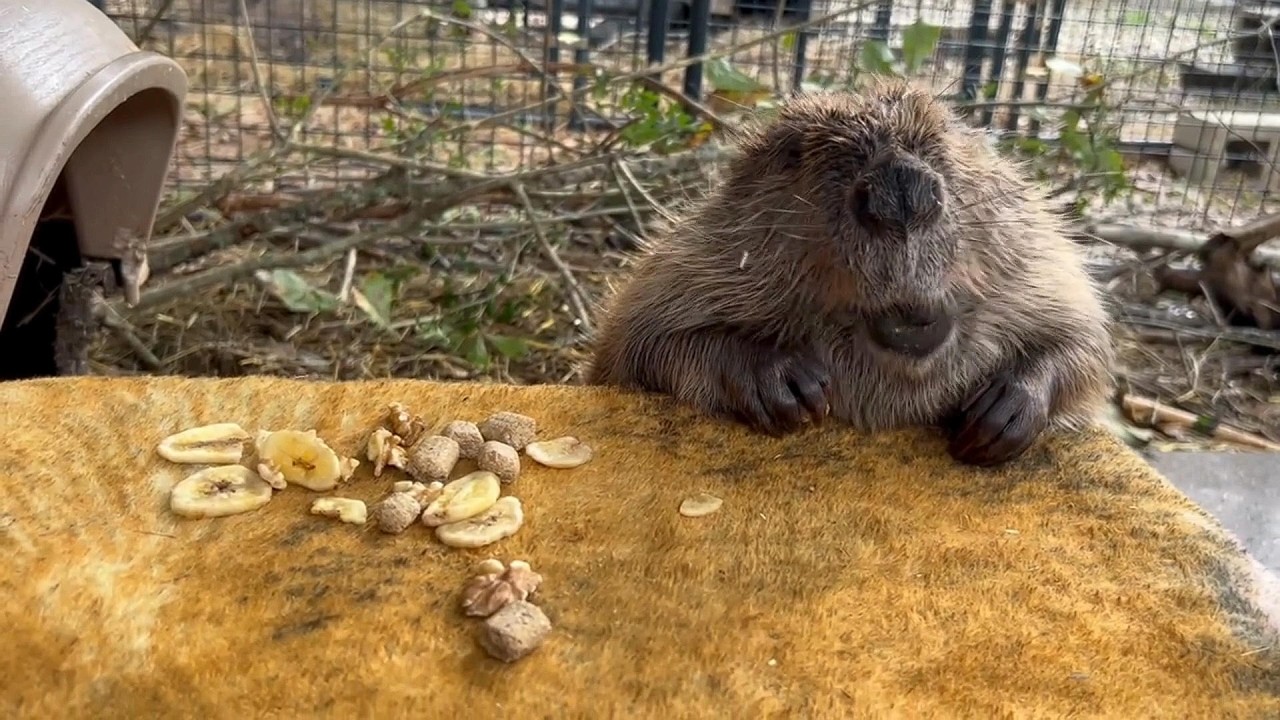 How Tulip finds food - a compilation