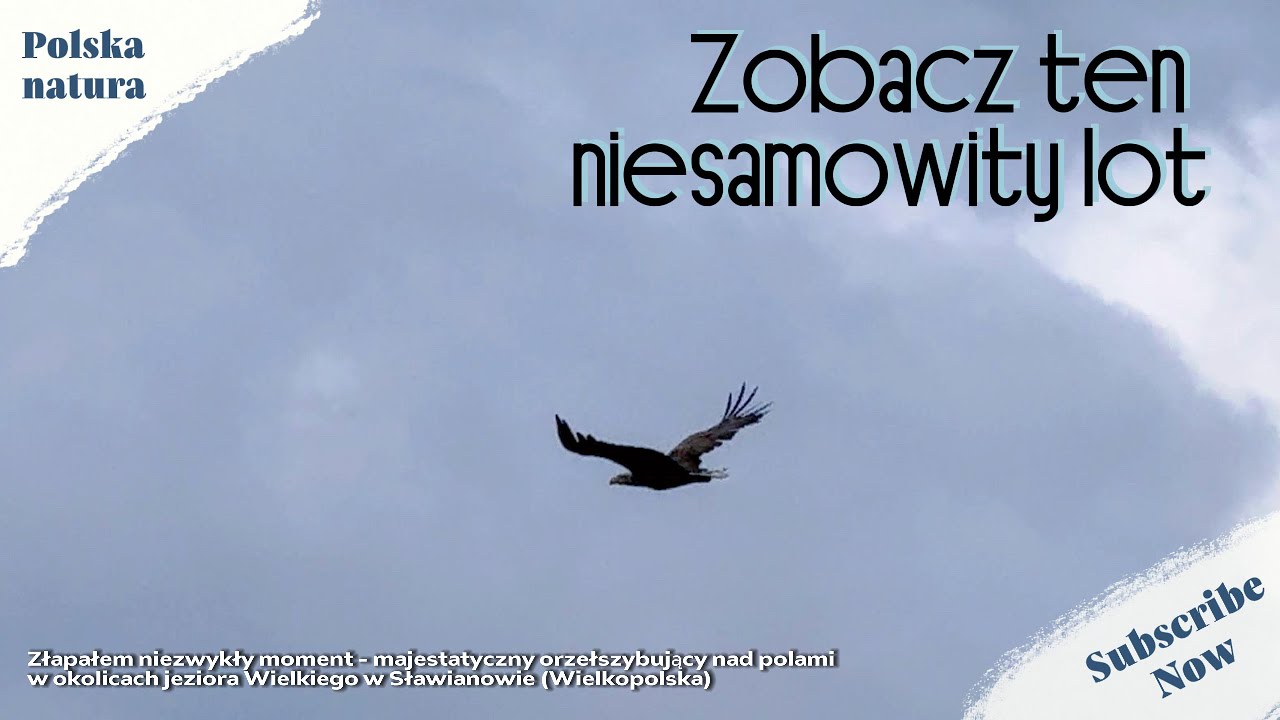 Niecodzienny widok - orzeł nad Wielkopolską
