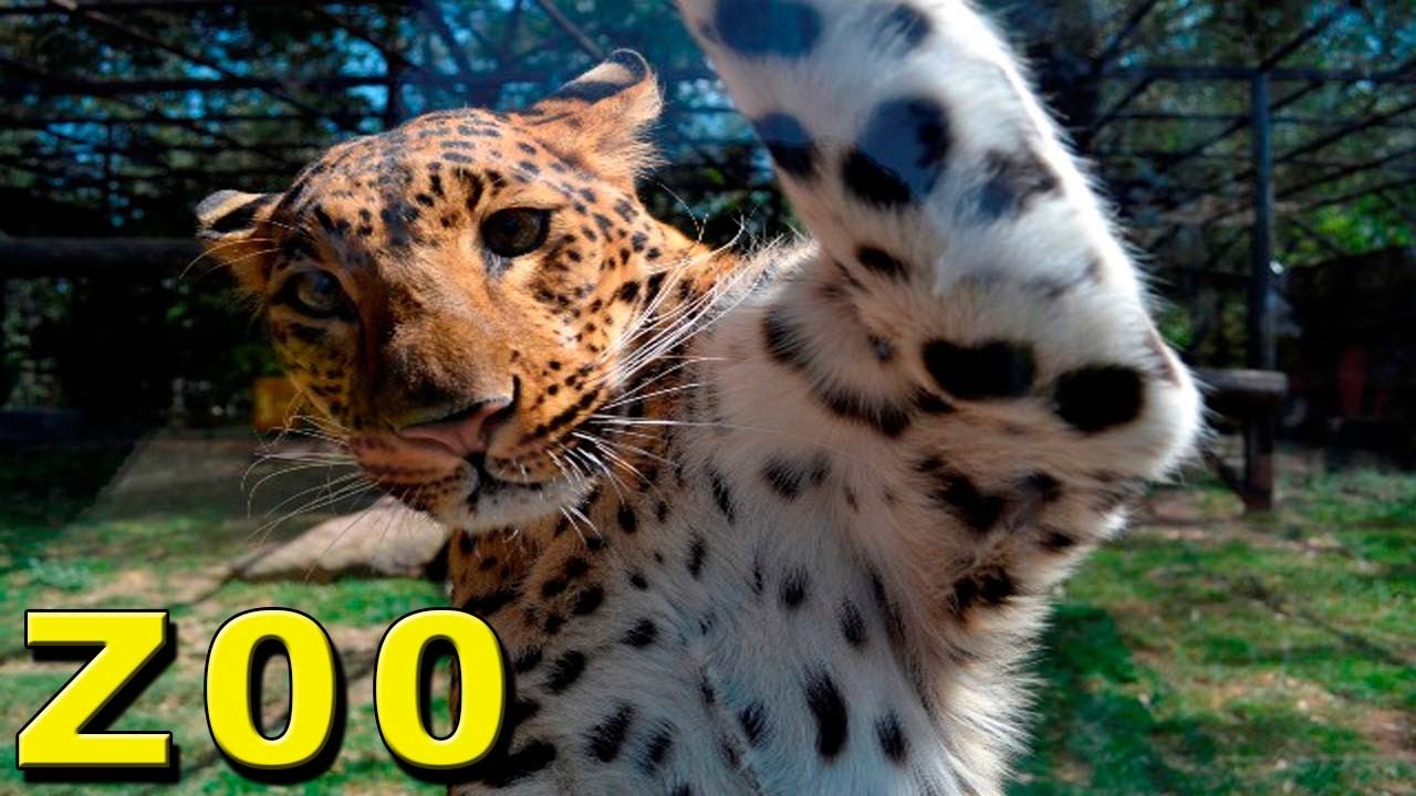 ZOOLOGICO DE MORELIA MICHOACAN 2017 (Parque Zoológico Benito Juárez )