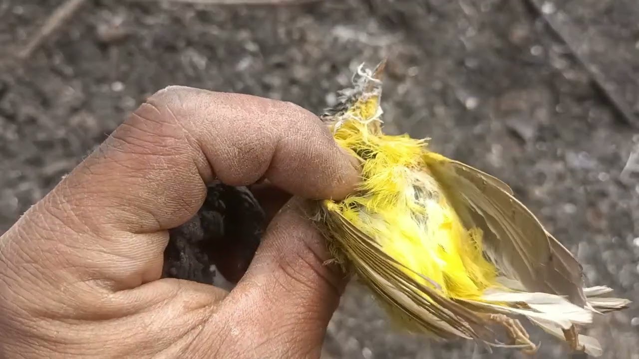 Thlam châk tur mau sahna leh patlin zirna🤣🤣🤣