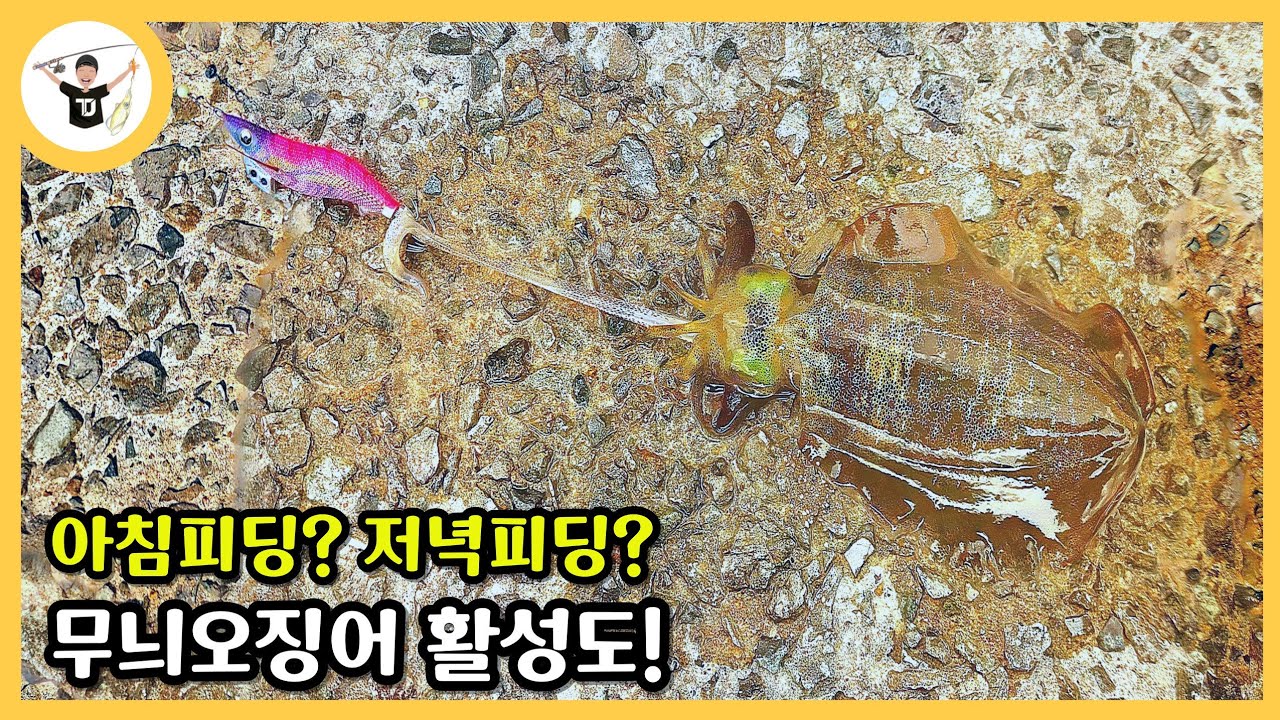 따라오는 무늬오징어 꼬셔서 낚아보자! 작은 에기가 맵다!! big fin squid