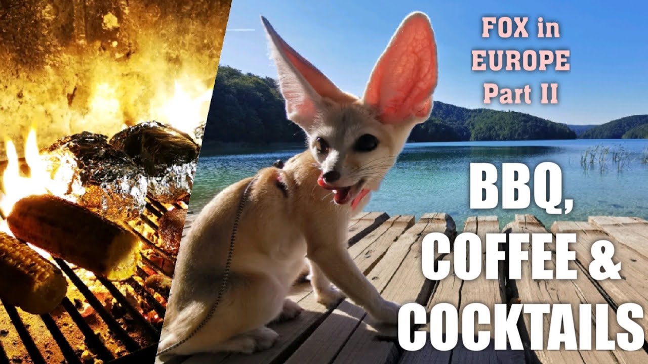 Happy Fox on Holiday in Europe: BBQ Chicken, Coffee & Cocktails