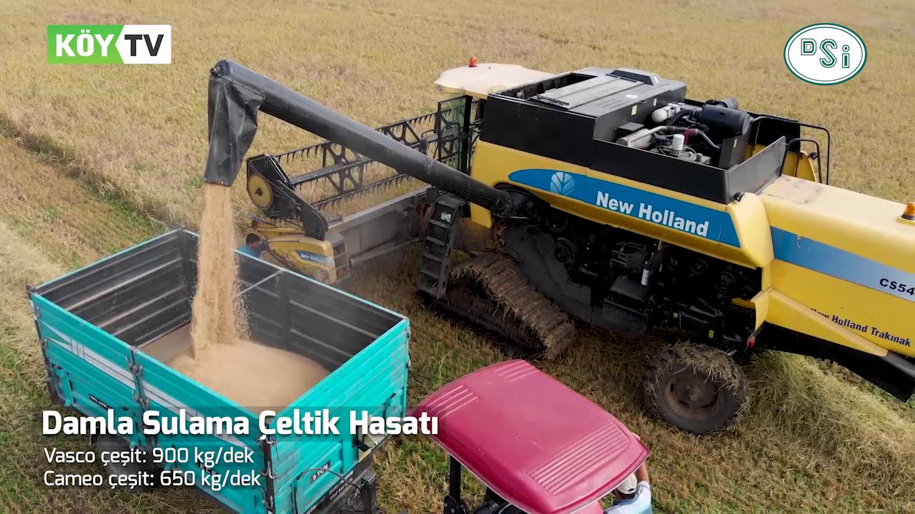 Damla Sulama Çeltik Hasatı (Samsun - Bafra)