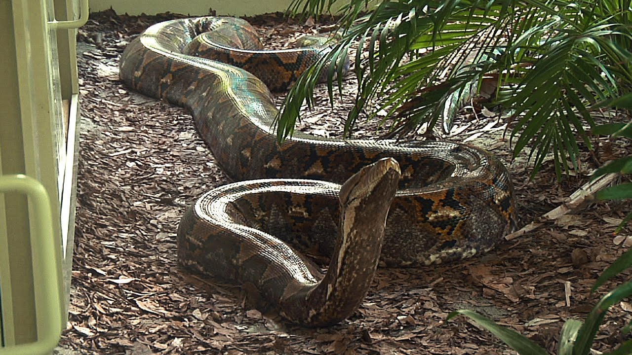 Giant 19 Foot, 200 Pound Reticulated Python at Naples Zoo