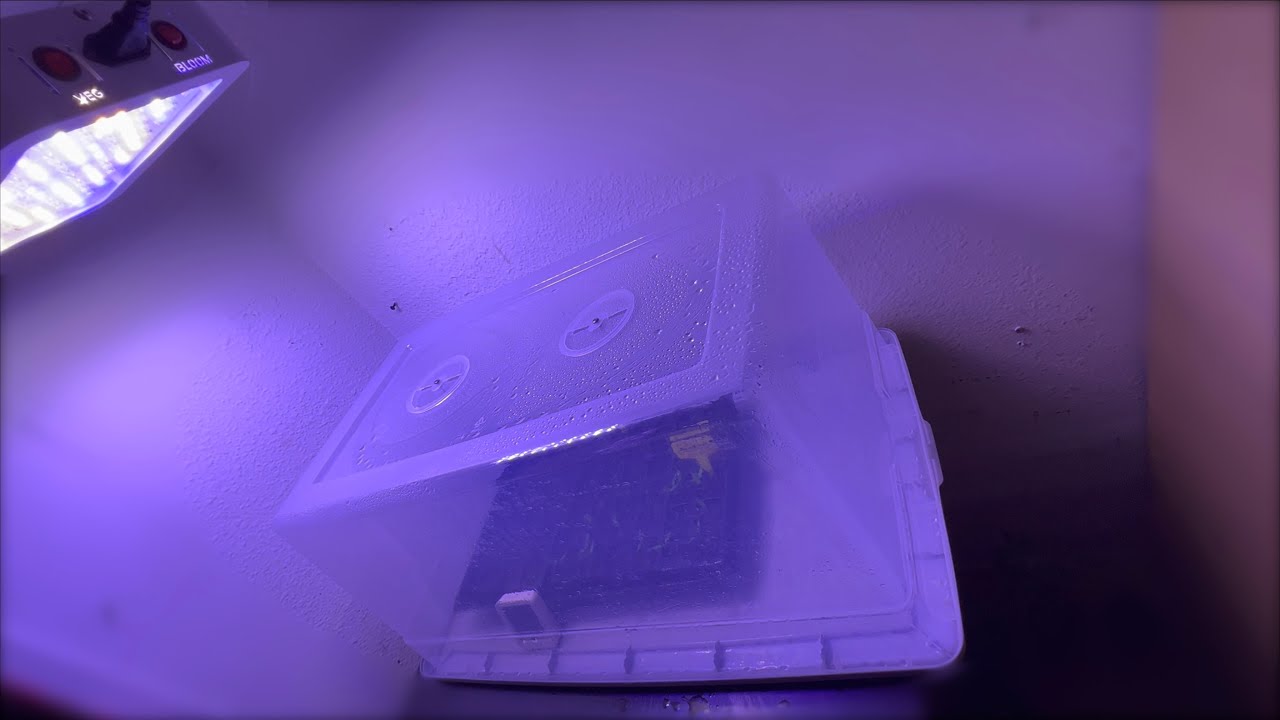 HOW TO MAKE A HUMIDITY DOME FOR $5 (GERMANATE SEEDS & CLONE)