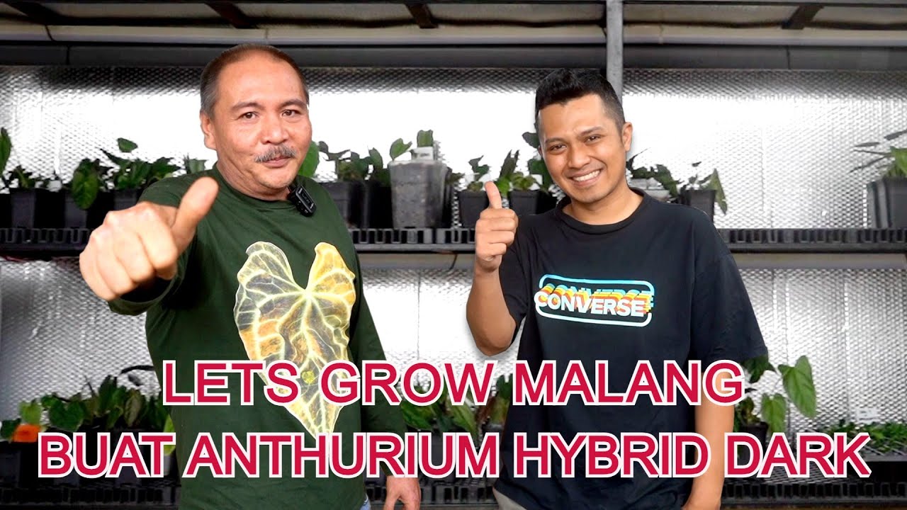 Lets Grow Malang Buat Anthurium Hybrid Dark