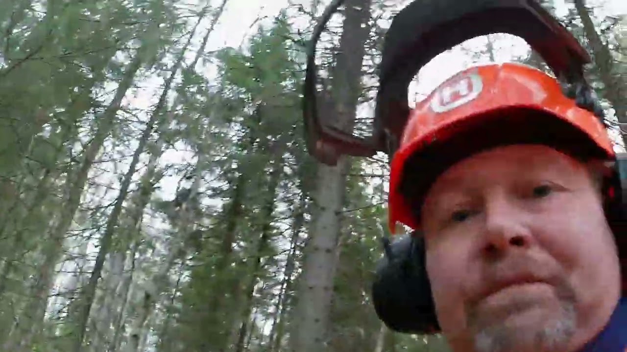 Rantametsikön ennakkoraivaus.