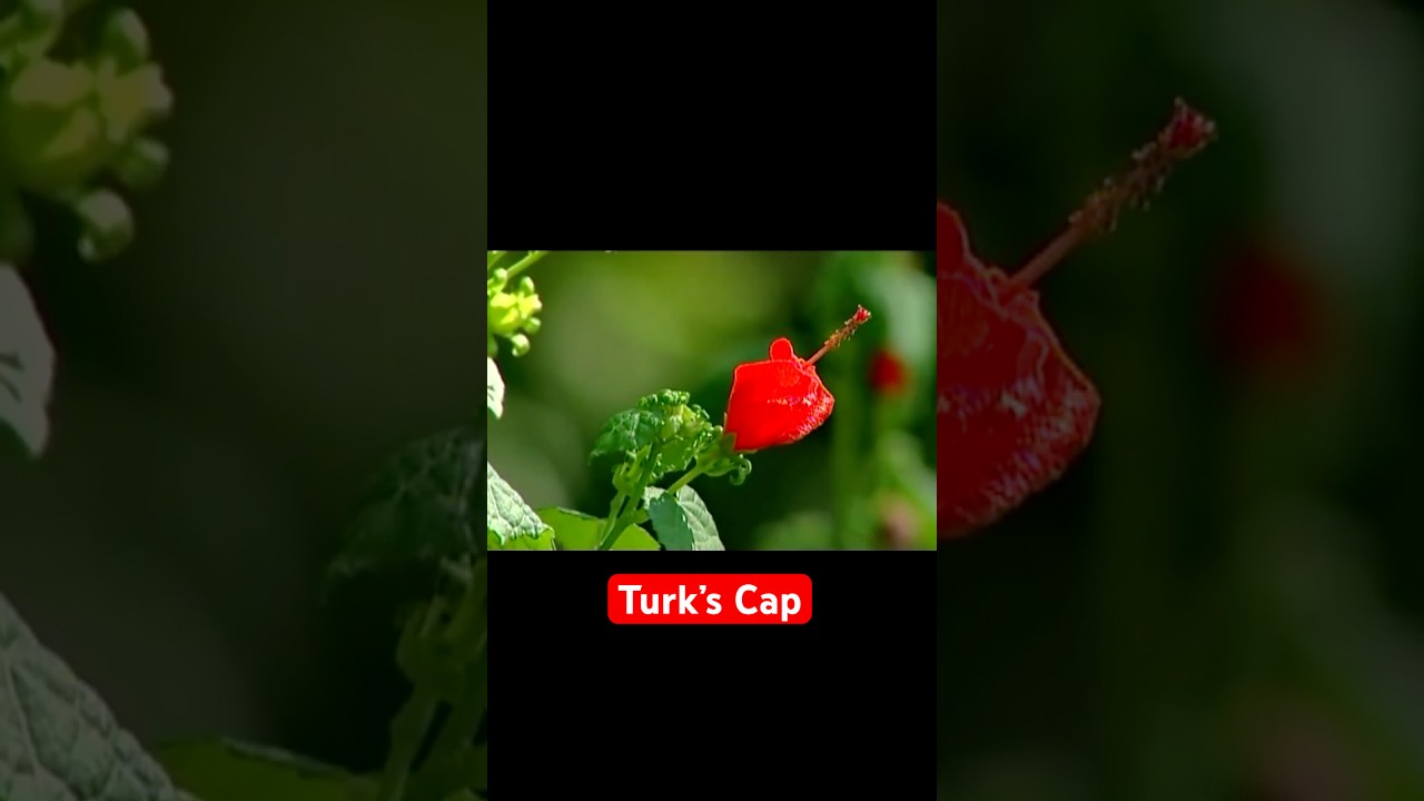 Hummingbird Magnet: The Mystery of Turks Cap