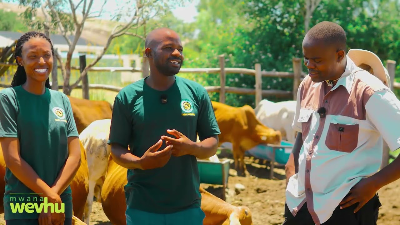 Pen Fattening Explained: Secrets to Running a Successful Cattle Fattening Project