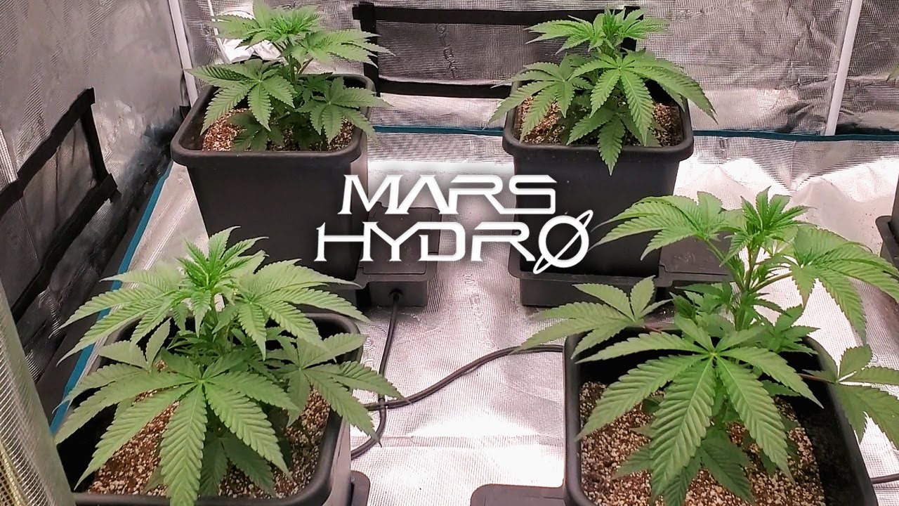 Square1 Genetics G-Rolls Weeks 2-5 of Veg - The Mars Grow: S4 EP2 | Mars Hydro FC Grow Tent Kit