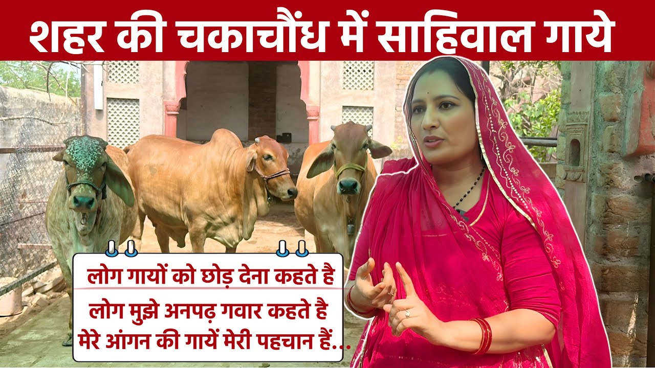 आंगन में रहती है साहीवाल गाय! || ऐसा गौ प्रेम नहीं देखा होगा 🙏