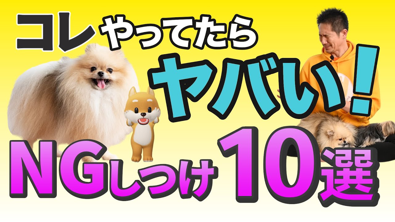 多くの飼い主さんが間違えてやってしまいがちな犬のしつけを10個、わかりやすく解説♪