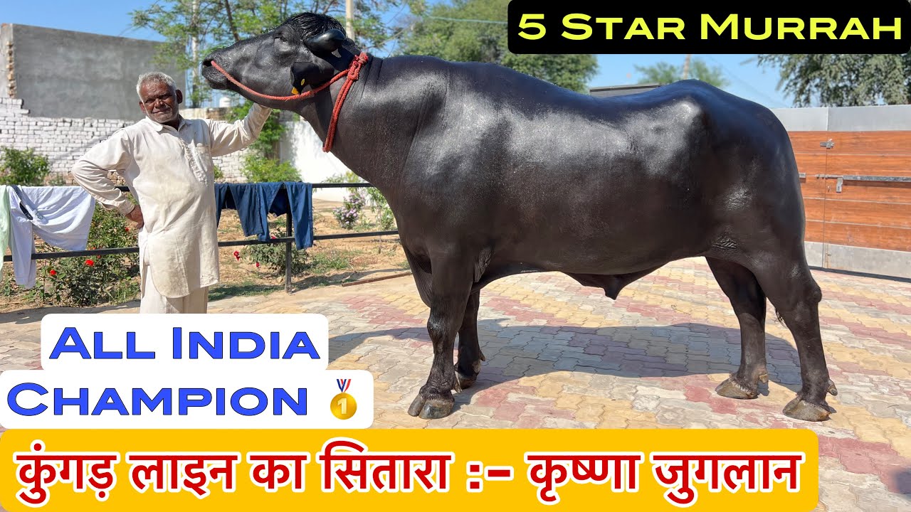 26 किलो दुध कि झोटियां देने वाला झोटा ✅  कृष्णा जुगलान  All India Champion  Mb. 98025-41144