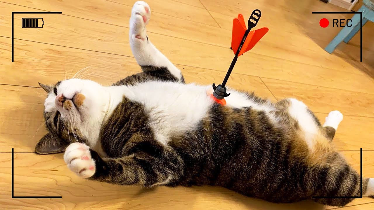 لحظات لم تُسجل من قبل! لن تصدق ما فعلته هذه الحيوانات أمام الكاميرا!