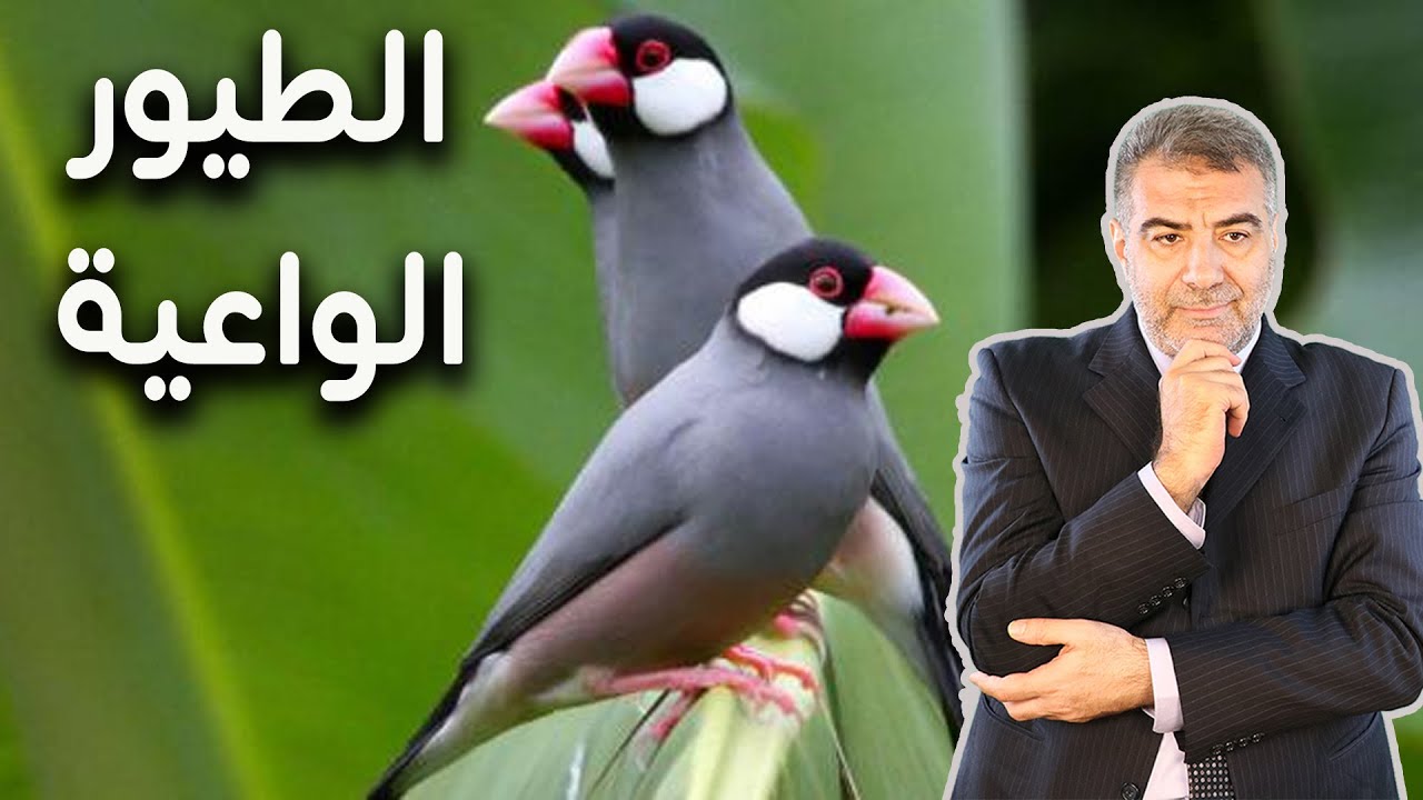 الطيور الواعية واكتشاف يحير العلماء 2021 | عبدالدائم الكحيل