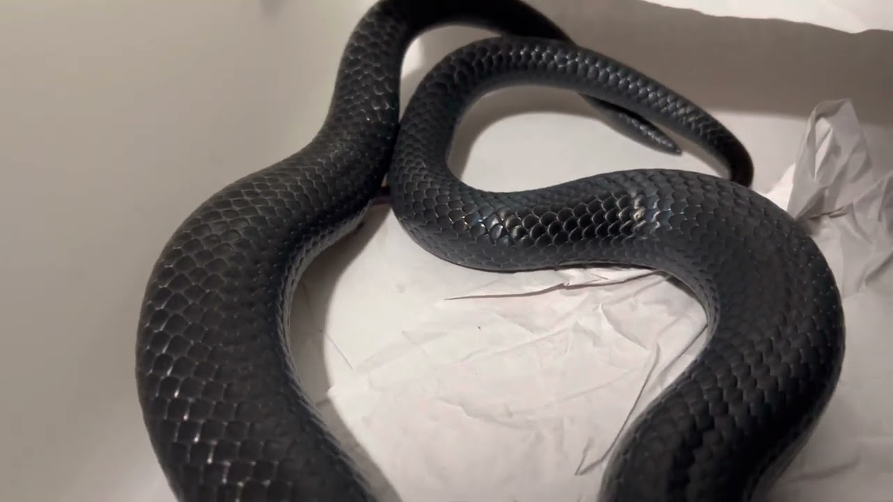 Black Milk Snakes breeding
