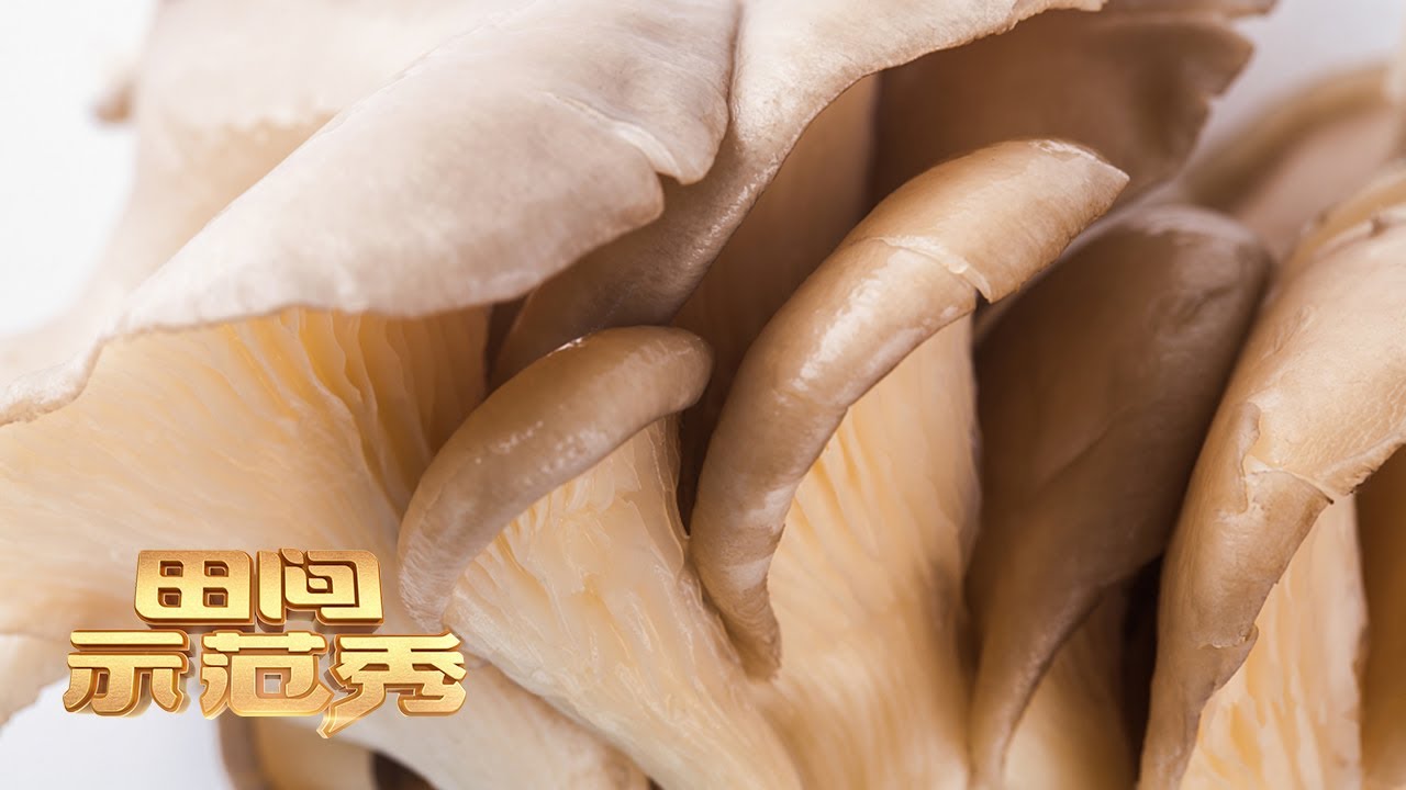 不出菇现象频出！看专家实地调查温室大棚，揭开让平菇高产的秘密！丨「田间示范秀」20220120