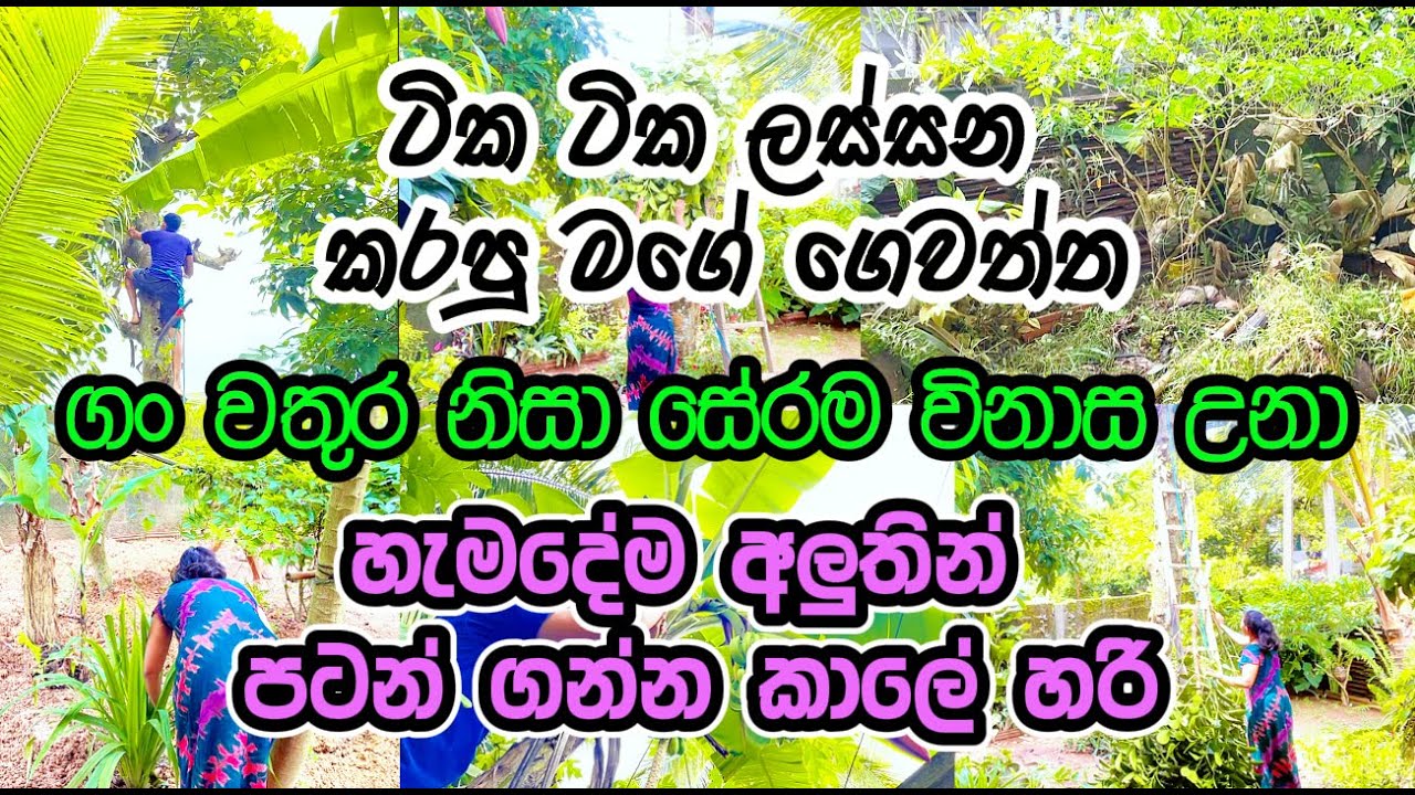🥰කොස් ගහේ අතු කපලා තිබ්බ නිසා හොඳට ගියා🥰කොච්චර ලස්සන කරත් අවසානේ අයෙත් පටන් ගන්න උනා😔#trending #how