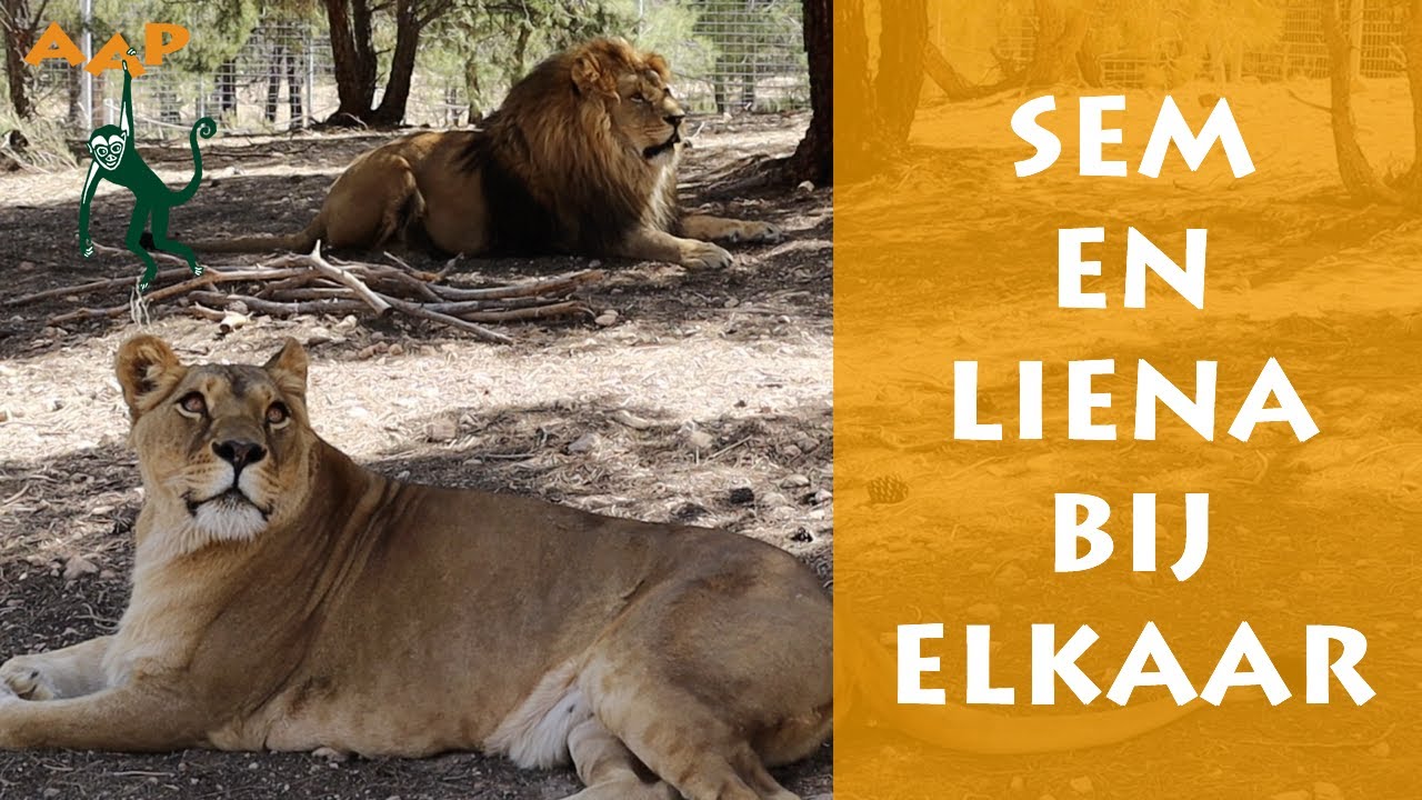 Oekraïense leeuwen Sem en Liena zijn dol op elkaar - Stichting AAP