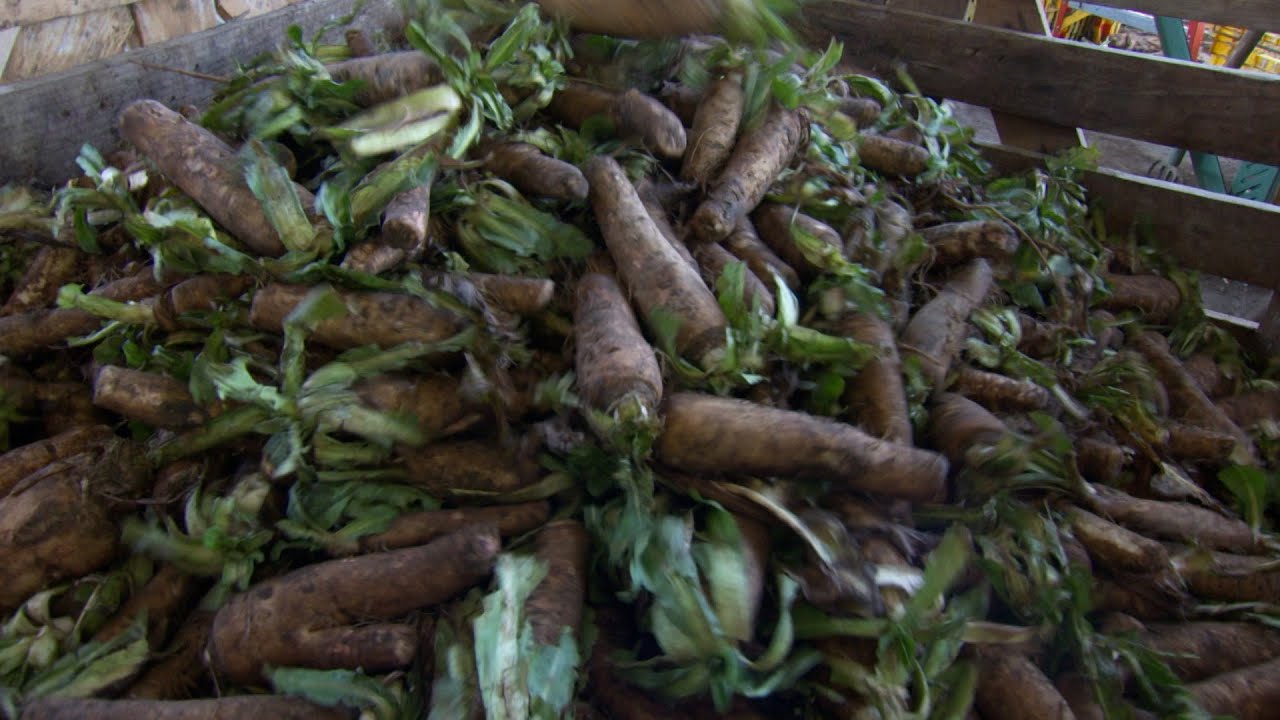 California Endive - America's Heartland