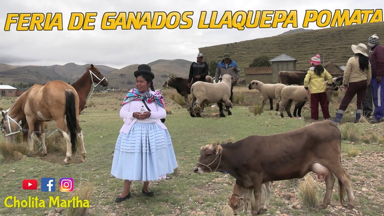 MOSTRANDO LA FERIA DE GANADOS DE  LLAQUEPA POMATA -CHOLITA MARTHA