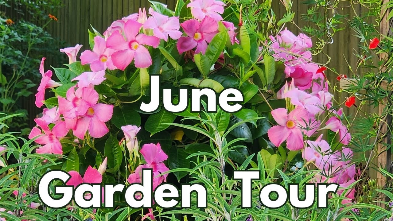 June garden tour 2025 | #butterfly #hummingbird #pollinators 🦋🐛 | Texas Gulf Coast Zone 9b