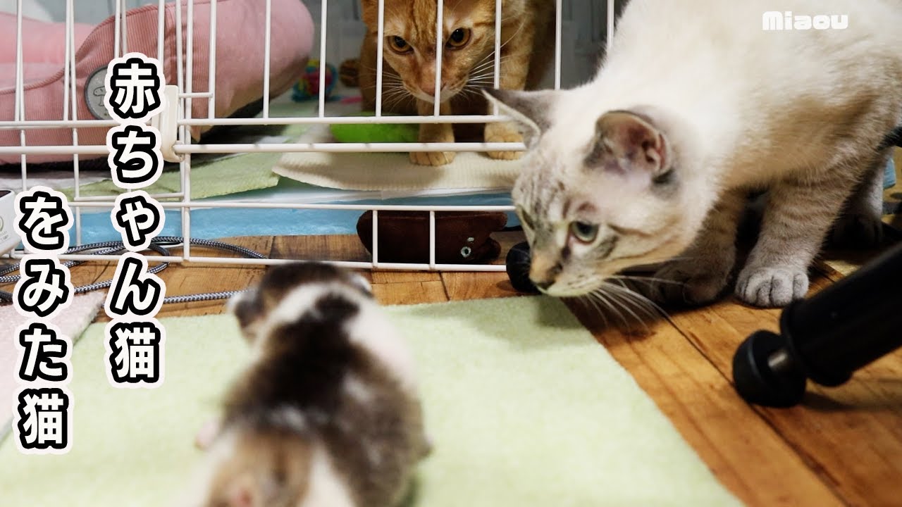 子猫好きの先輩猫に赤ちゃん猫を見せたら大変なことになった【瀬戸のステラ＆クロエ日記】