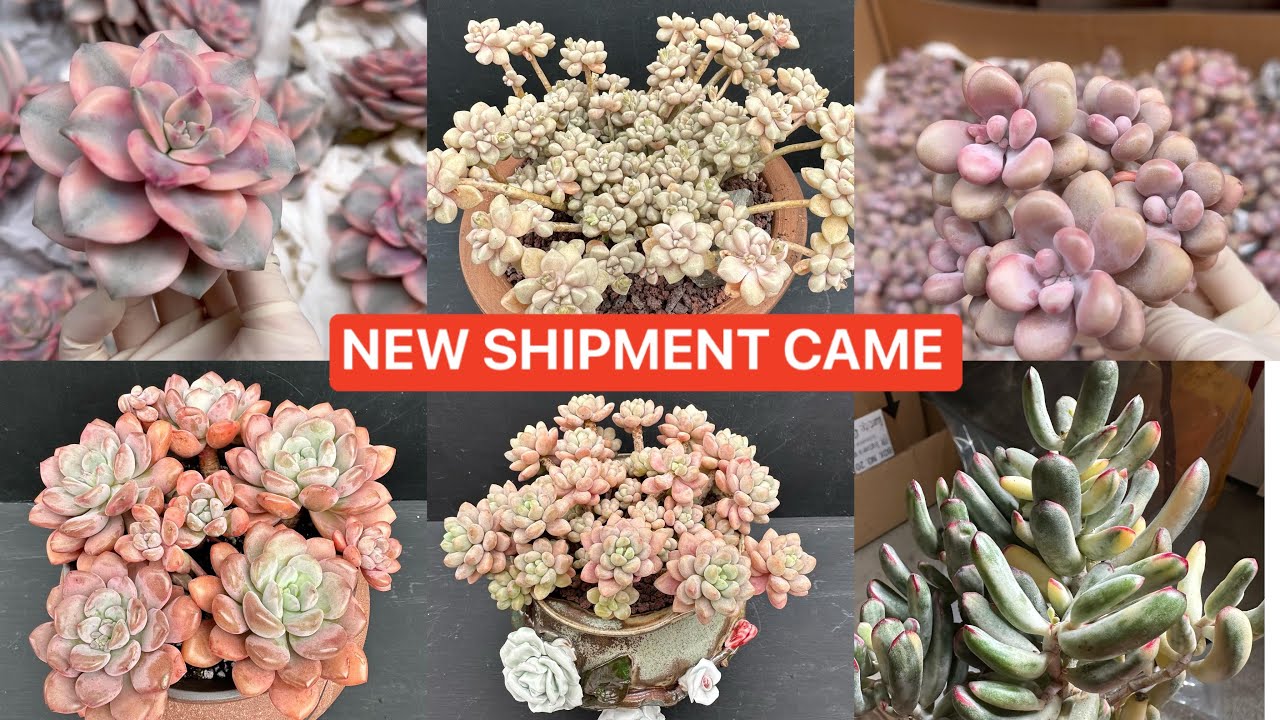 2/3/2024 NEW SHIPMENT CAME | PACHYPHYTUM GRAPTOPETALUM CLUSTER VARIEGATED | LeLe: (408) 883 5495