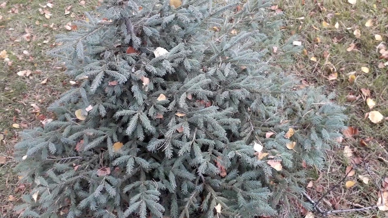 Произрастание крупной березы на участке, и  ее недостатки