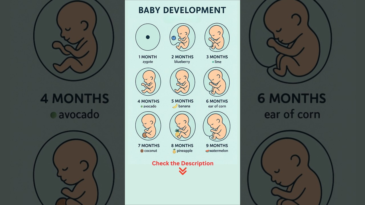 Fetal Development Month By Month | Baby Development In The Womb