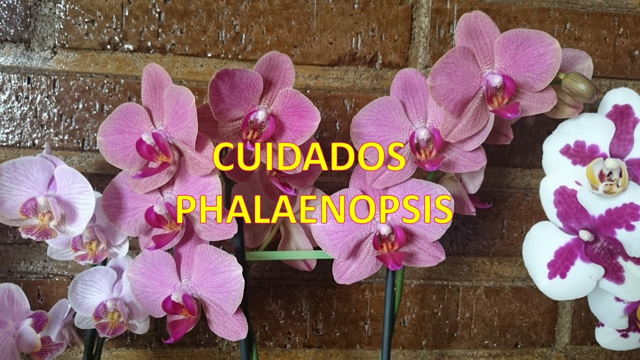 Cuidados Orquideas Phalaenopsis