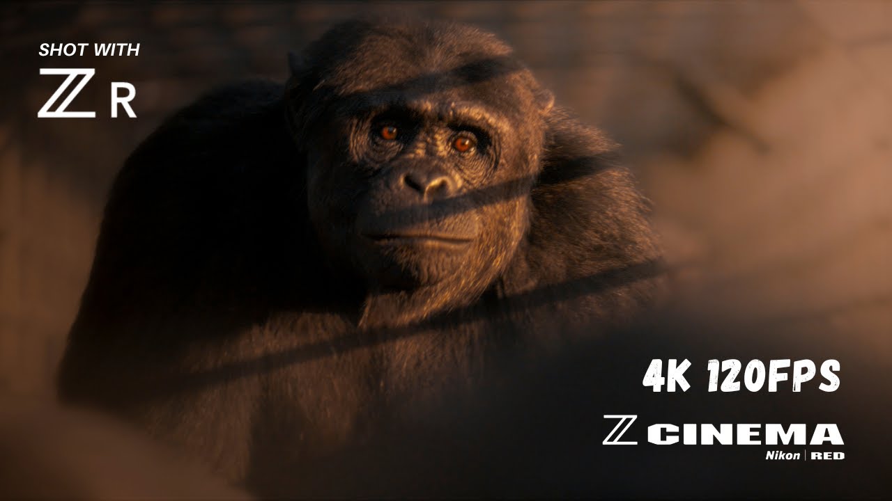 The March of the Chimps | Nikon ZR | RED RAW