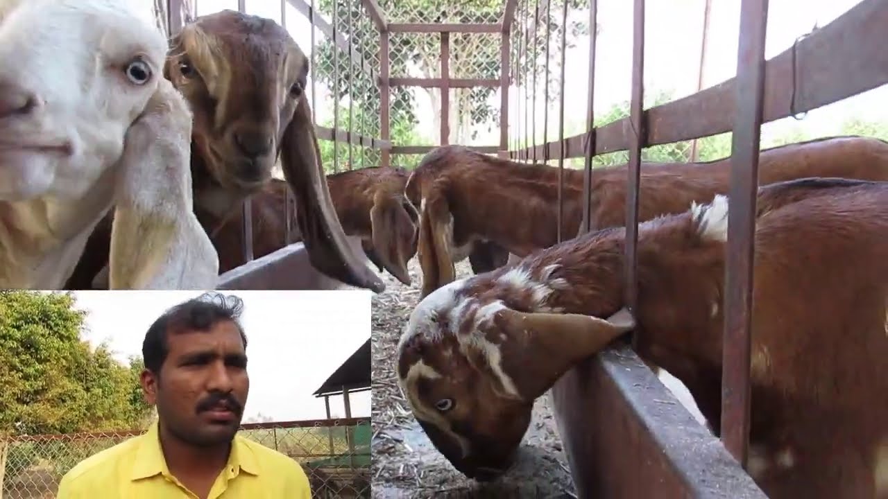Gavran Cross Beetal Goat Farm for Cutting and Breeding Market | Pruthviraj Mohite Goat Fram| Marathi