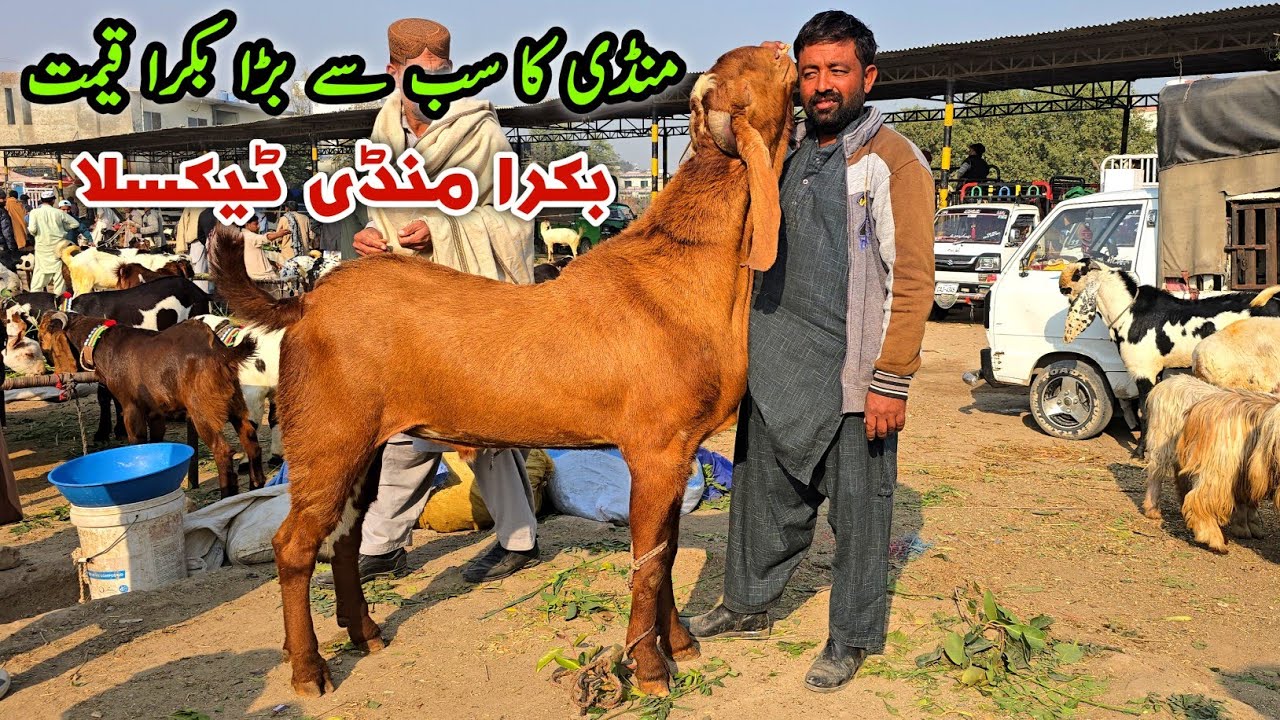Bakra Mandi Taxila Friday Latest Update 21 November 2025 | Biggest Bakra 