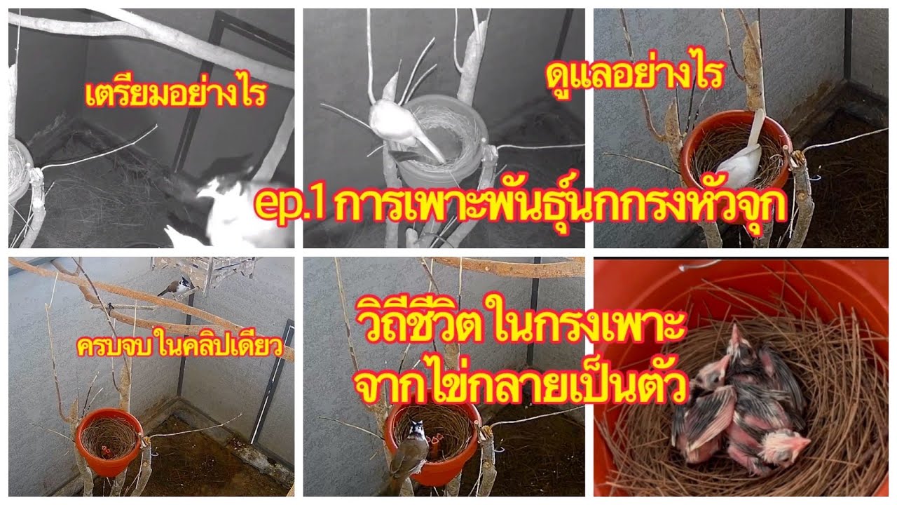 ep.1 การเพาะพันธุ์นกกรงหัวจุก คลิปวิถีชีวิตนกแต่ละวัน จากทำรัง ไข่ใบแรกถึงใบสุดท้ายจนแตกเป็นตัว