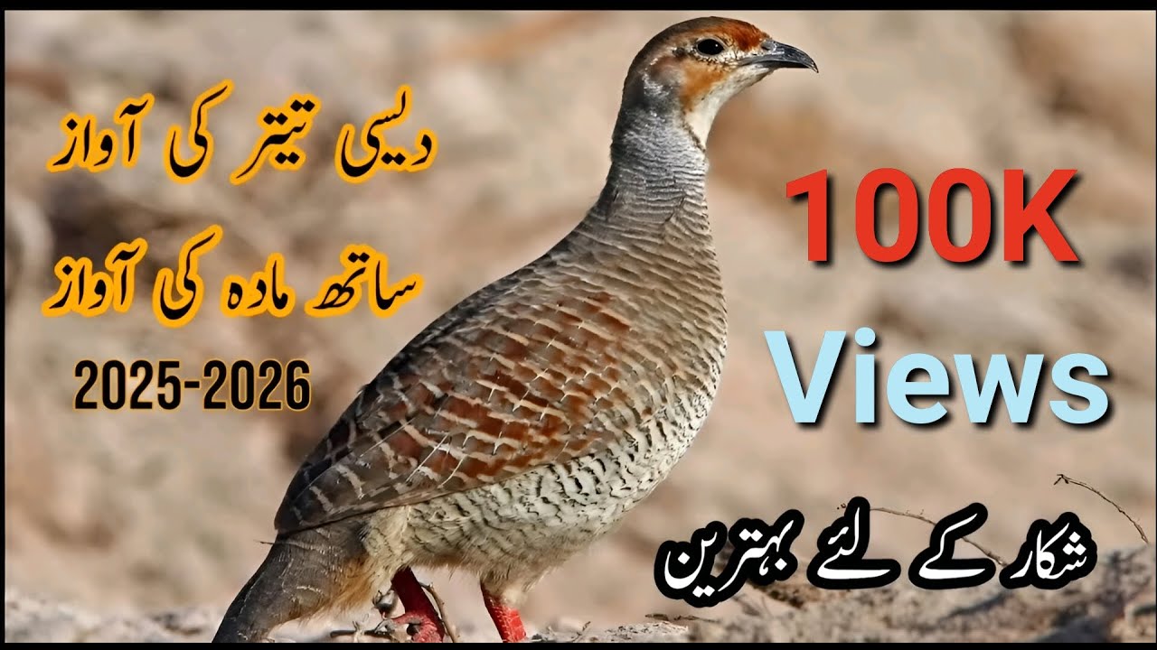 Grey Francolin Call | Voice  Best for Hunting | Desi Teeter ki Awaz | @harfemutabar  | تیتر کی آواز