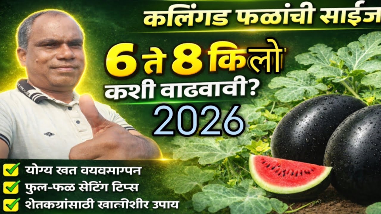 कलिंगड फळांची साईज 6 ते 8 कीलो कशी बनवावी | पाणी ,व्हायरस ,करपा , मर , उपाय| Watermelon 6-8 Kg Size