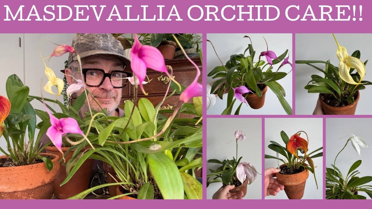 Уход за орхидеей Масдеваллия!