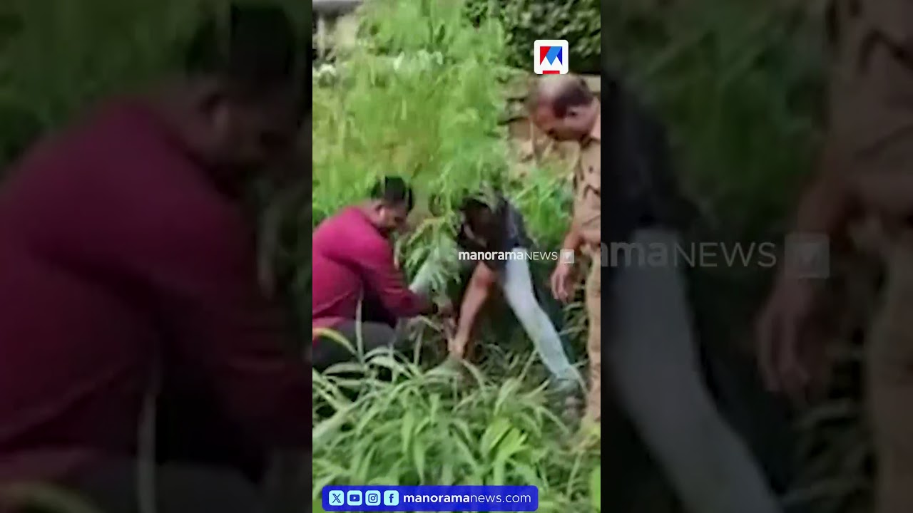 ആരും കാണില്ലെന്നു കരുതിയോ? കൈയോടെ പൊക്കി പൊലീസ്; ആലുവയിൽ കഞ്ചാവ് ചെടി കണ്ടെത്തി
