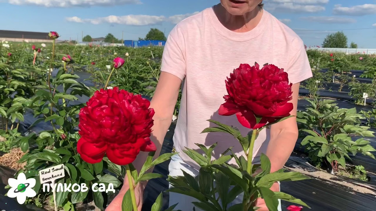 Christmas velvet peony. Кристмас вельвет пион. Пулков сад