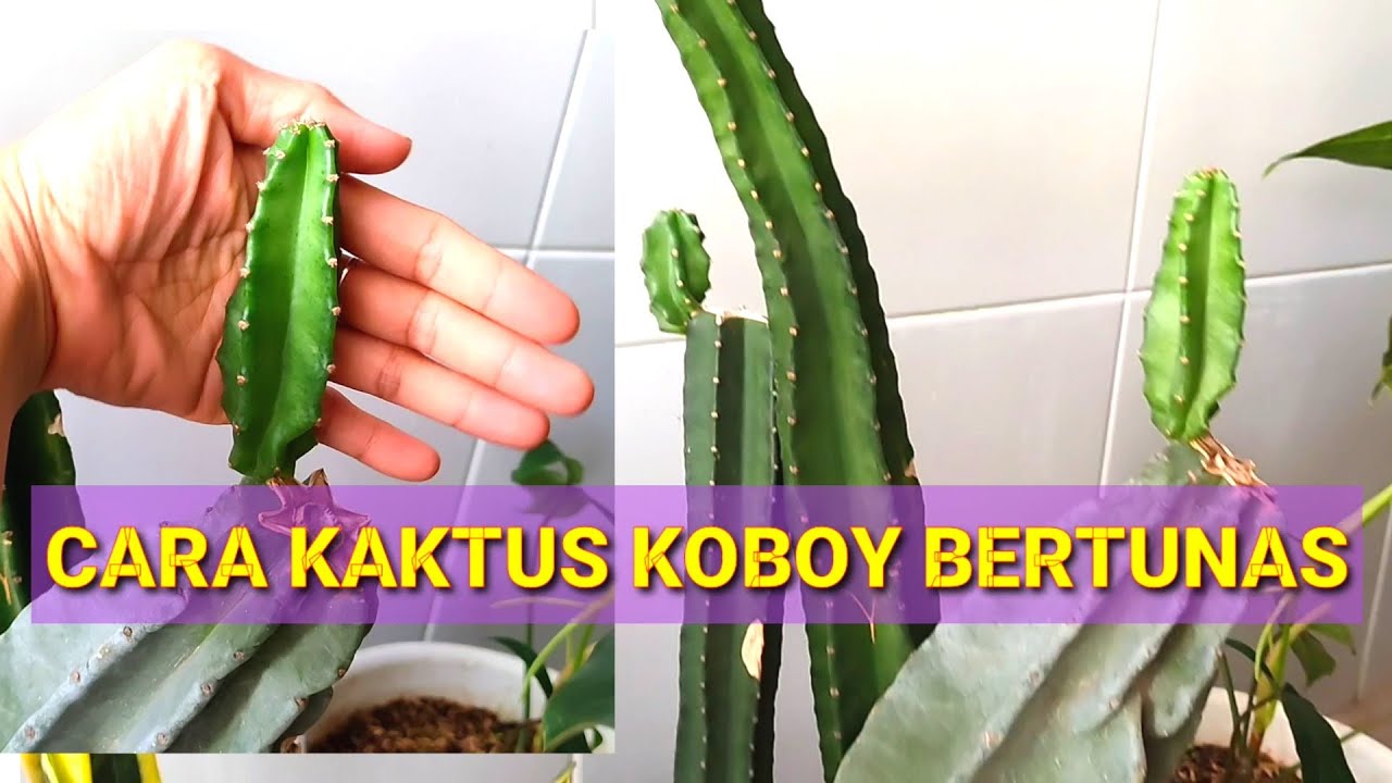 Cara Kaktus Koboi Bertunas #kaktuskoboi #carakaktusbertunas