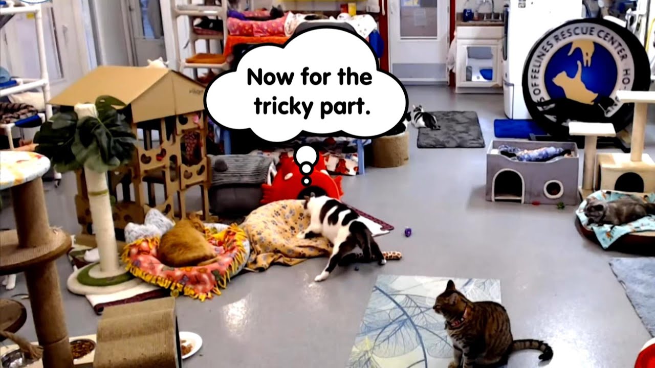 Derecho vs the Bed 04-04-2024 by StripeyD (FFRC)